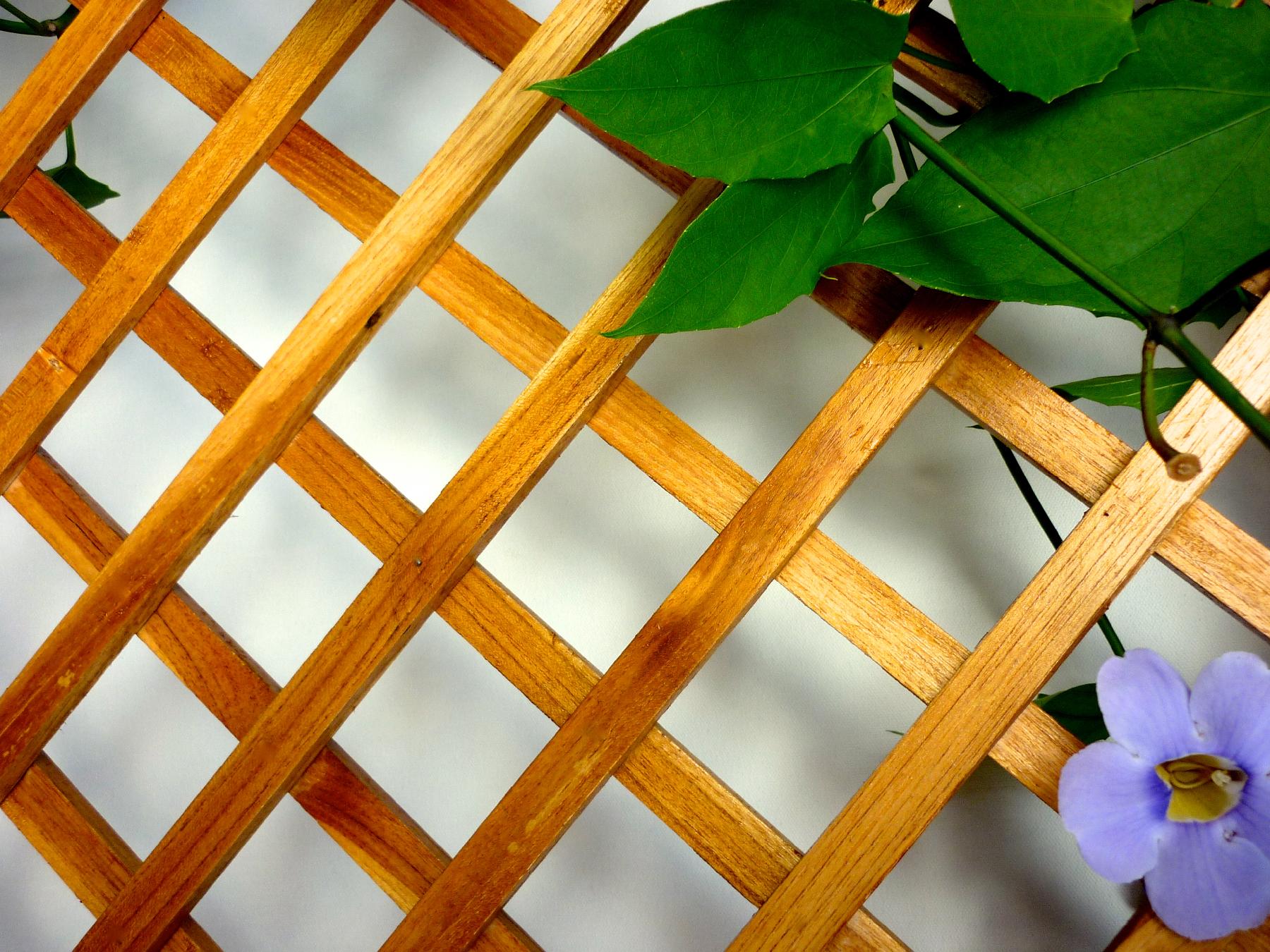 teak trellis